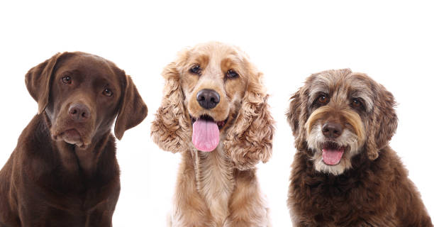 istock Portrait of a beautiful dog 1076335268