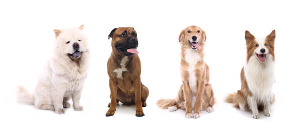 istock Portrait of a beautiful dog 1076335274