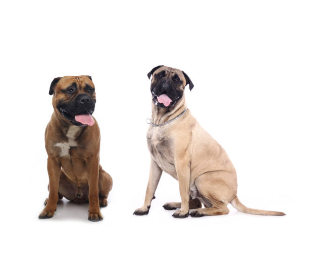 istock Portrait of a beautiful dog 1076335292