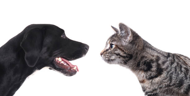istock Portrait of a beautiful dog 1076335318