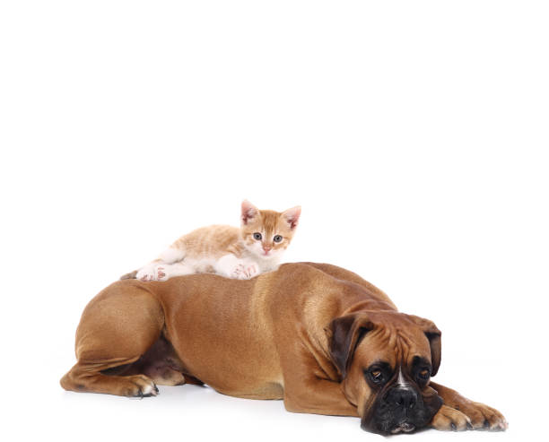 istock Portrait of a beautiful dog 1076335326
