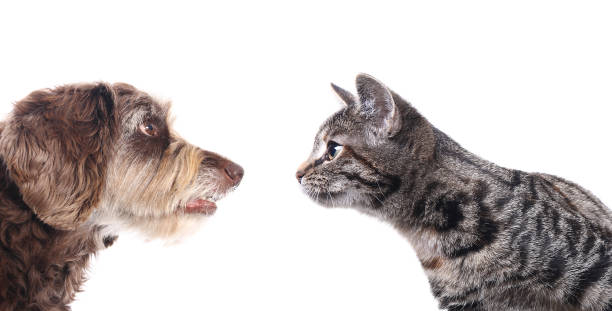 istock Portrait of a beautiful dog 1076335334