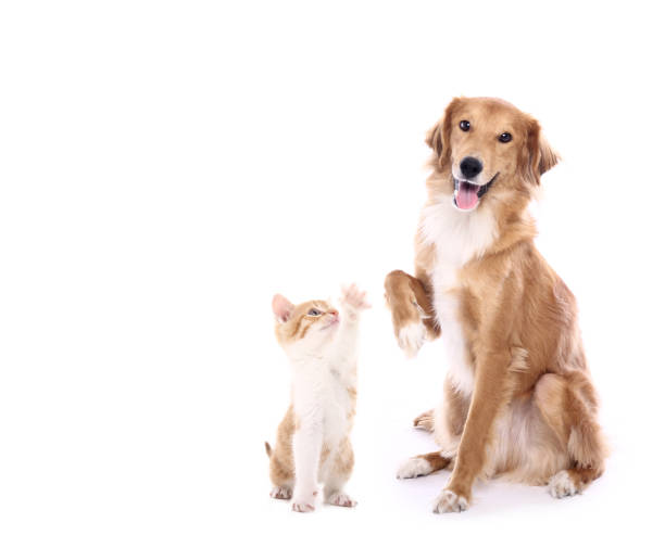 istock Portrait of a beautiful dog 1076335336
