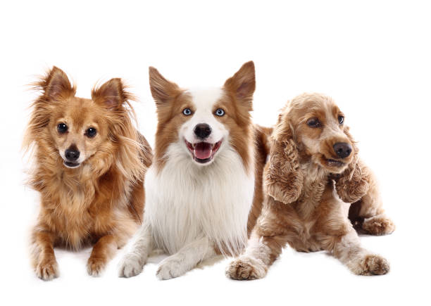 istock Portrait of a beautiful dog 1076335340