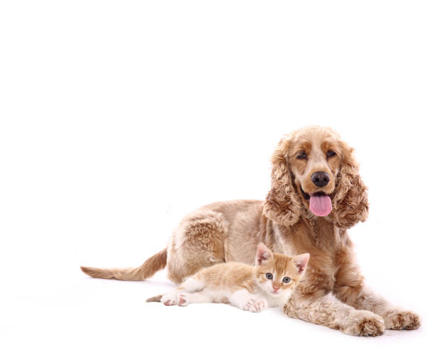 istock Portrait of a beautiful dog 1076335350