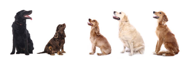 istock Portrait of a beautiful dog 1076335380