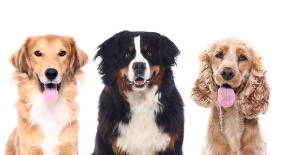 istock Portrait of a beautiful dog 1076335398
