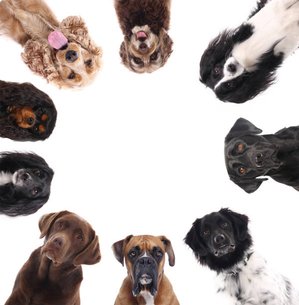 istock Portrait of a beautiful dog 1076335446