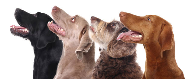 istock Portrait of a beautiful dog 1076335548