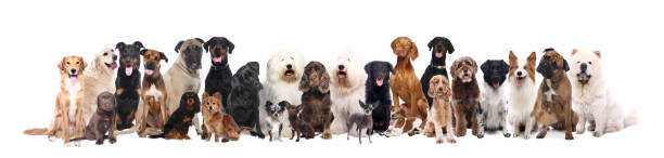 istock Portrait of a beautiful dog 1076335554