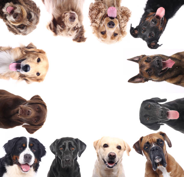 istock Portrait of a beautiful dog 1076335556