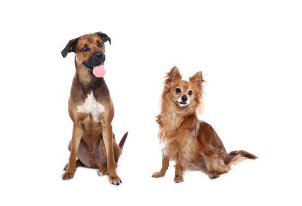 istock Portrait of a beautiful dog 1076335562