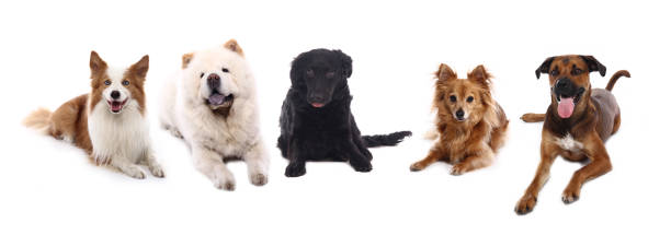 istock Portrait of a beautiful dog 1076335582