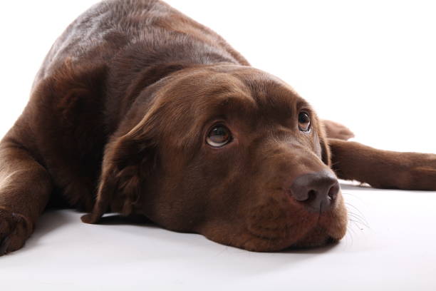 istock Portrait of a beautiful dog 1076335604