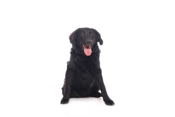 istock Portrait of a beautiful dog 1076335768