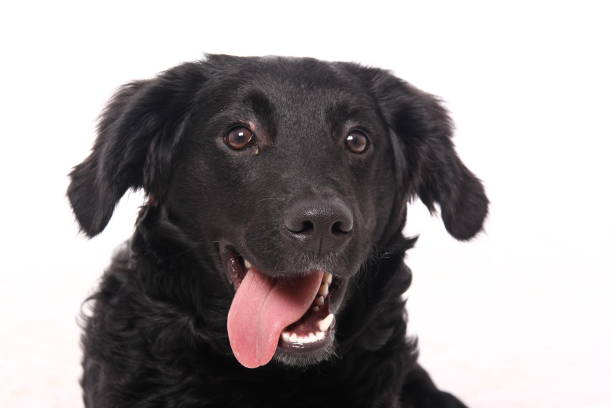 istock Portrait of a beautiful dog 1076335816