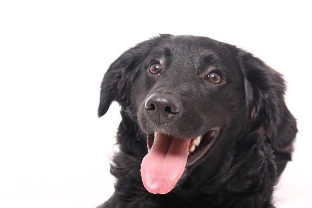 istock Portrait of a beautiful dog 1076335824