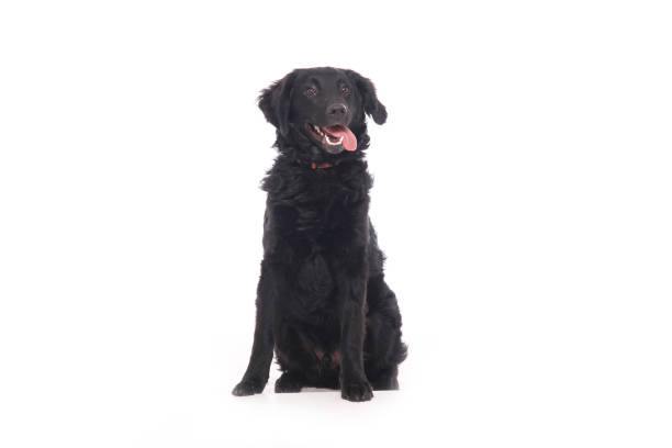 istock Portrait of a beautiful dog 1076335854