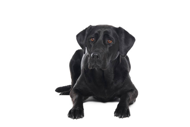 istock Portrait of a beautiful dog 1076335884