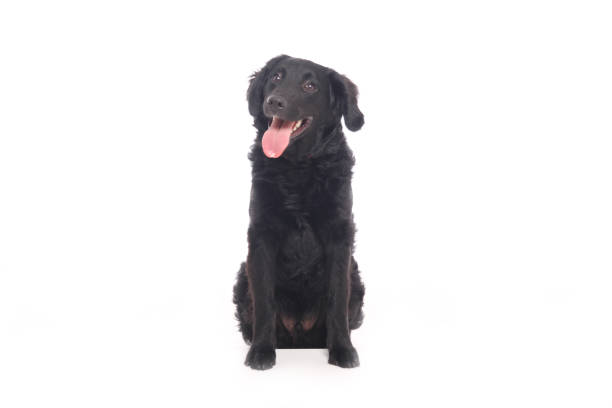 Portrait of a beautiful dog
