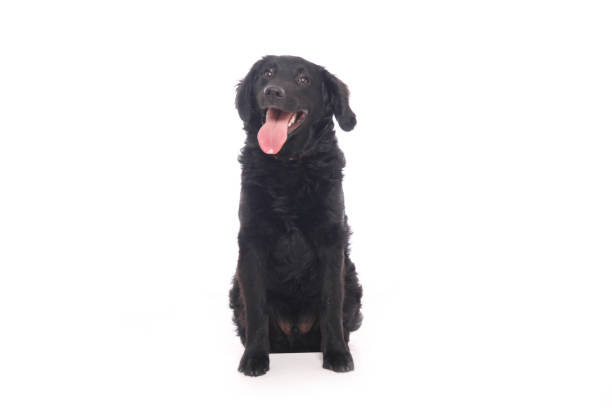 istock Portrait of a beautiful dog 1076335918