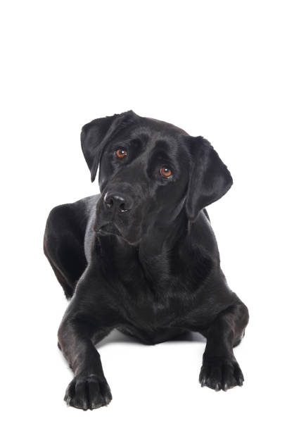 istock Portrait of a beautiful dog 1076335924
