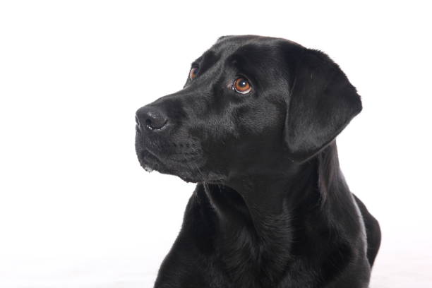 istock Portrait of a beautiful dog 1076335926