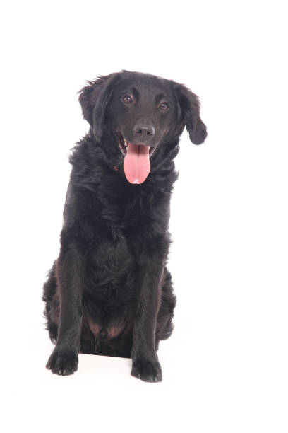 istock Portrait of a beautiful dog 1076335932