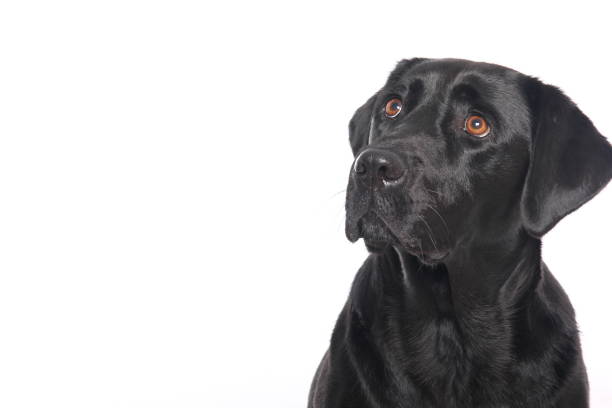 istock Portrait of a beautiful dog 1076335934
