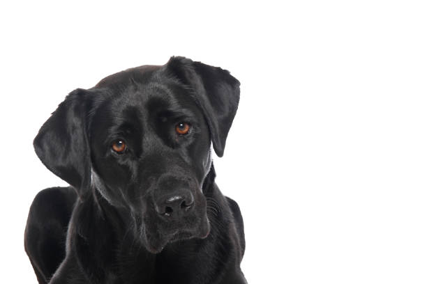 istock Portrait of a beautiful dog 1076335936