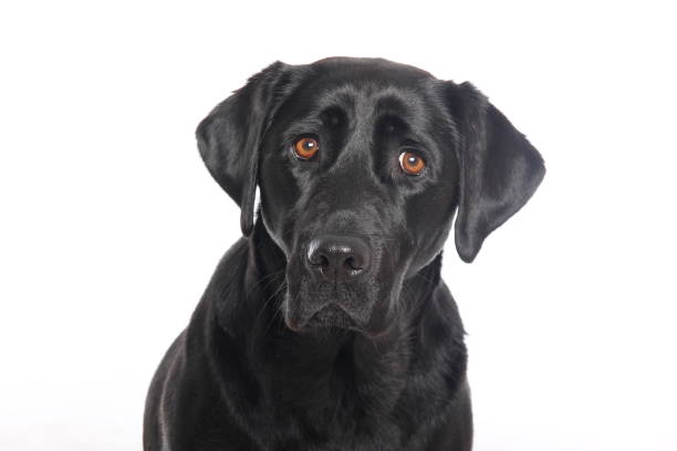 istock Portrait of a beautiful dog 1076335944