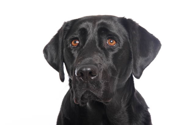 istock Portrait of a beautiful dog 1076335956