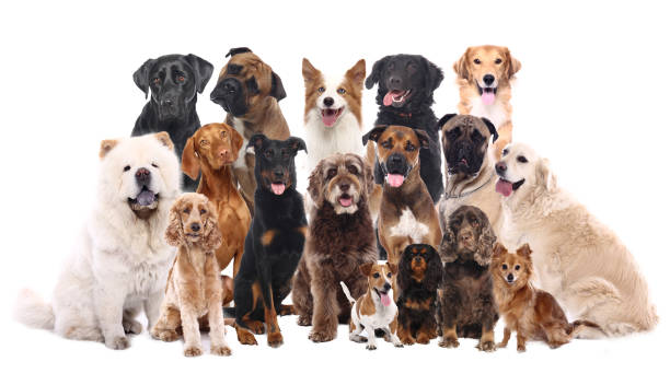 istock group of beautiful dogs in front of a white background 1076336576