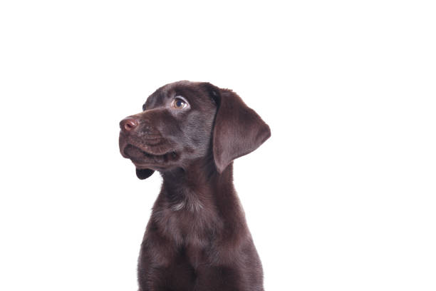 istock Portrait of a beautiful dog 1076336788