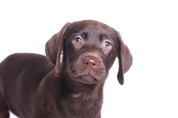 istock Portrait of a beautiful dog 1076336832
