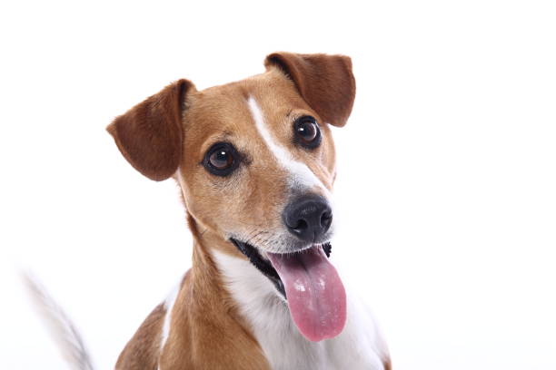 istock Portrait of a beautiful dog 1076336854