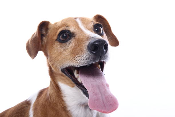 istock Portrait of a beautiful dog 1076336858