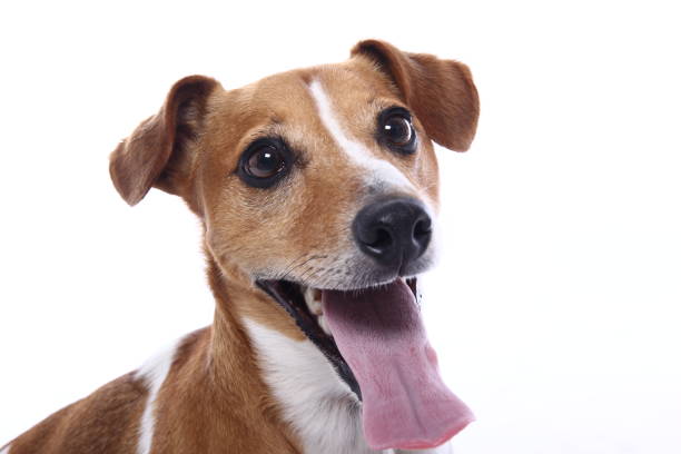 istock Portrait of a beautiful dog 1076336874
