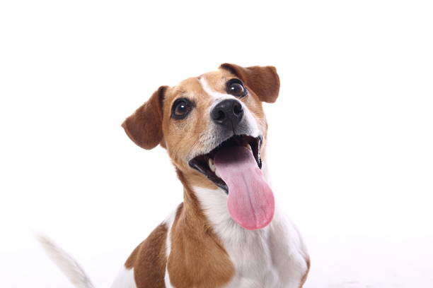 istock Portrait of a beautiful dog 1076336878
