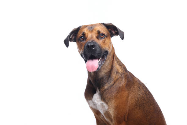 istock Portrait of a beautiful dog 1076336898