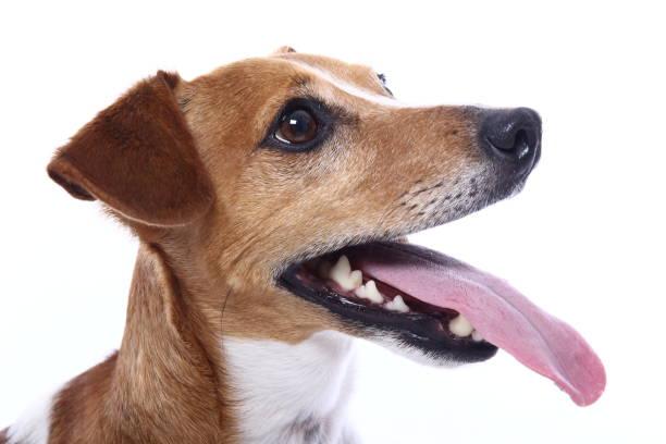 istock Portrait of a beautiful dog 1076336906