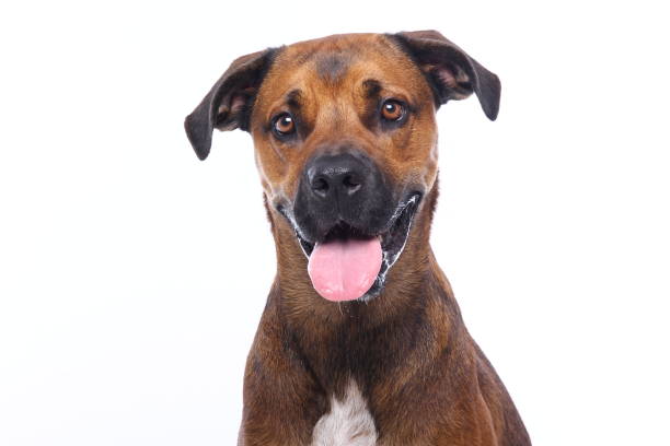 istock Portrait of a beautiful dog 1076337054