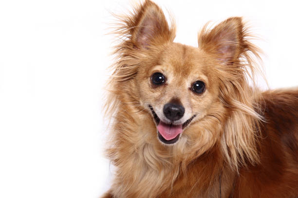 istock Portrait of a beautiful dog 1076337132