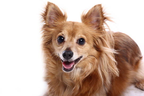istock Portrait of a beautiful dog 1076337136