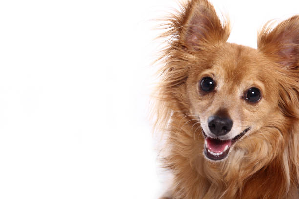 istock Portrait of a beautiful dog 1076337146