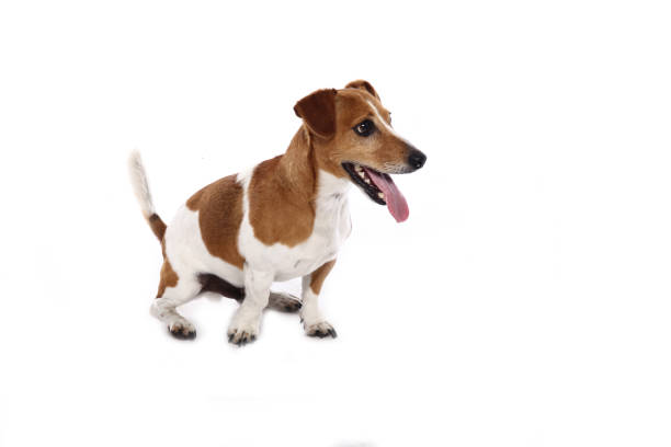 istock Portrait of a beautiful dog 1076337294