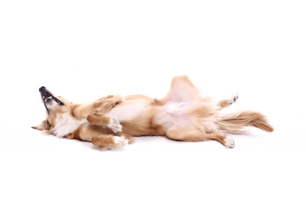 istock Portrait of a beautiful dog 1076337360