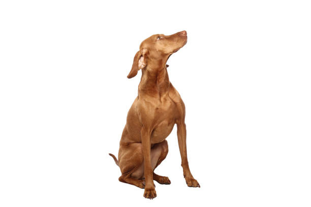 istock Portrait of a beautiful dog 1076337384