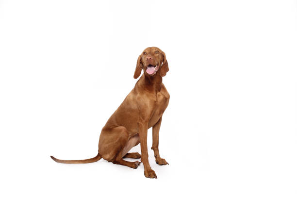 istock Portrait of a beautiful dog 1076337806