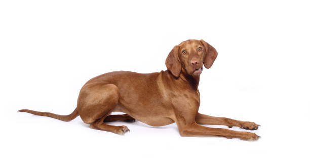 istock Portrait of a beautiful dog 1076338412